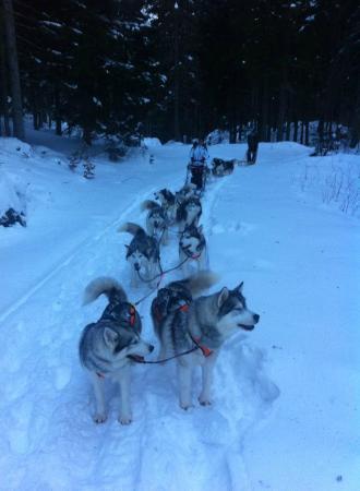 A.s.d. Snow Dogs