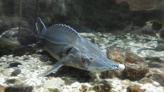 Acquario di Ariis