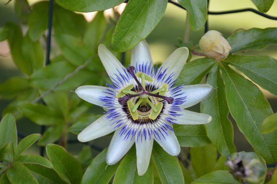 l'Orto Botanico Friulano